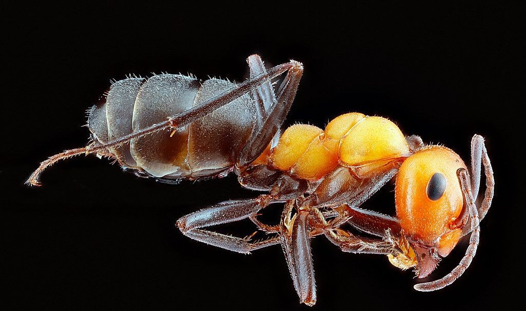 Ant Control service in San Marcos, TX