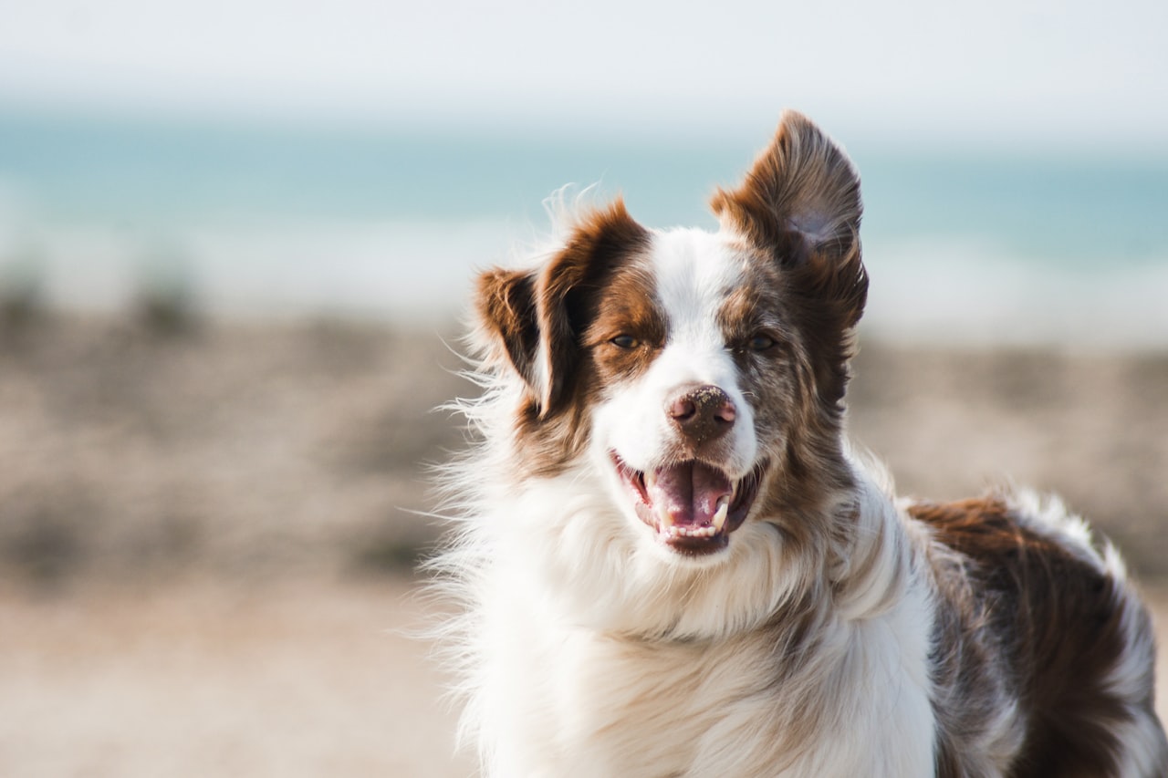 Flea & Tick Control service in San Marcos, TX