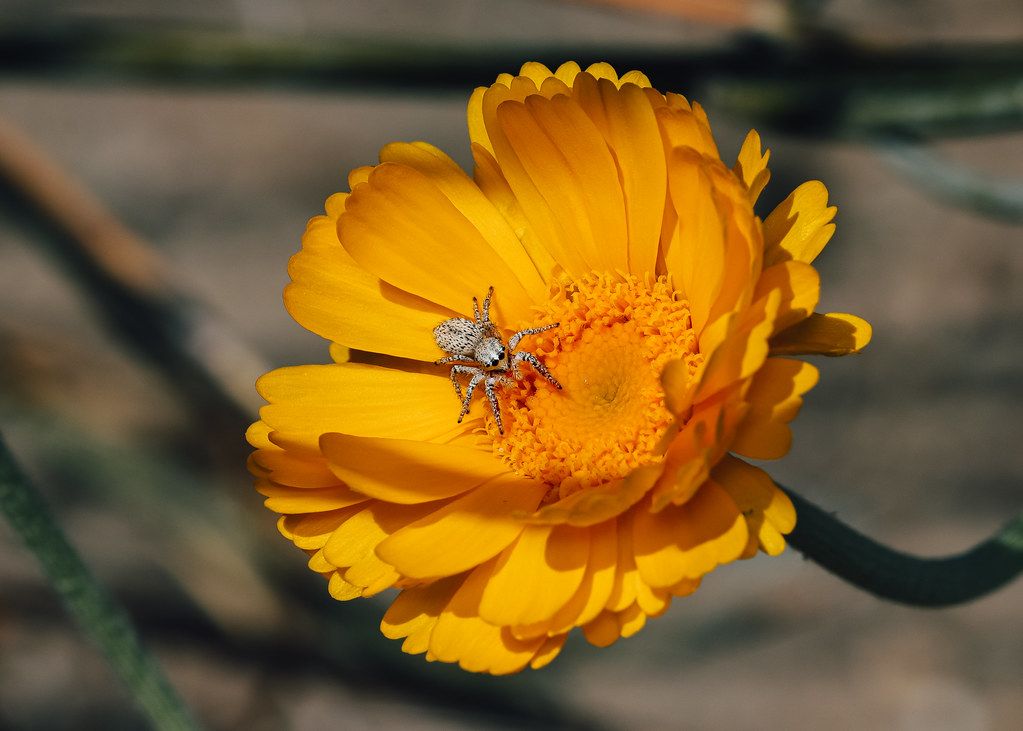 Spider Control service in San Marcos, TX